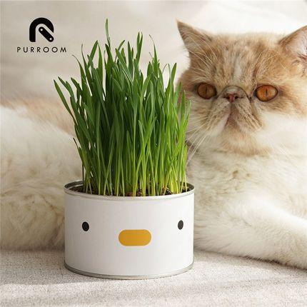 Cat Grass Can - Summer Pet