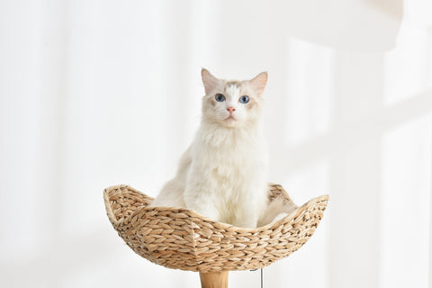 Luxury Real Wood Cat Tree - Summer Pet